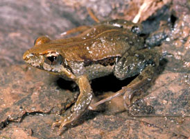 common froglet