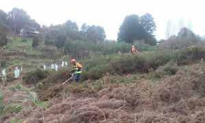 removal of gorse at point 11 A-web