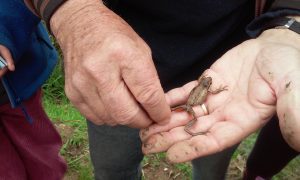 A tiny Ewing Tree Frog in someone's hand