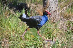 plywood board cut out