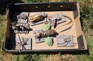 Wonderful insect inventions