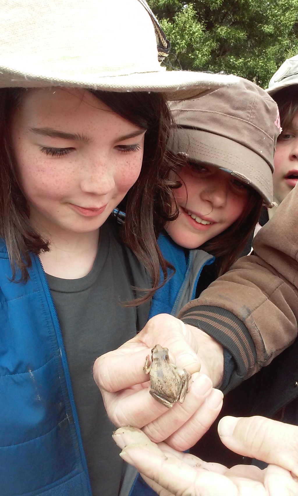 Children looking at a tiny frog in someone's hand