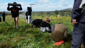 Installing the rabbit proof fence