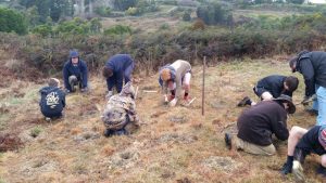 Planting the grasses