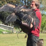 LEIGH VALLEY HAWK AND OWL CLOSE OFF THE EVENT WITH A DISPLAY OF RAPTOR BIRDS