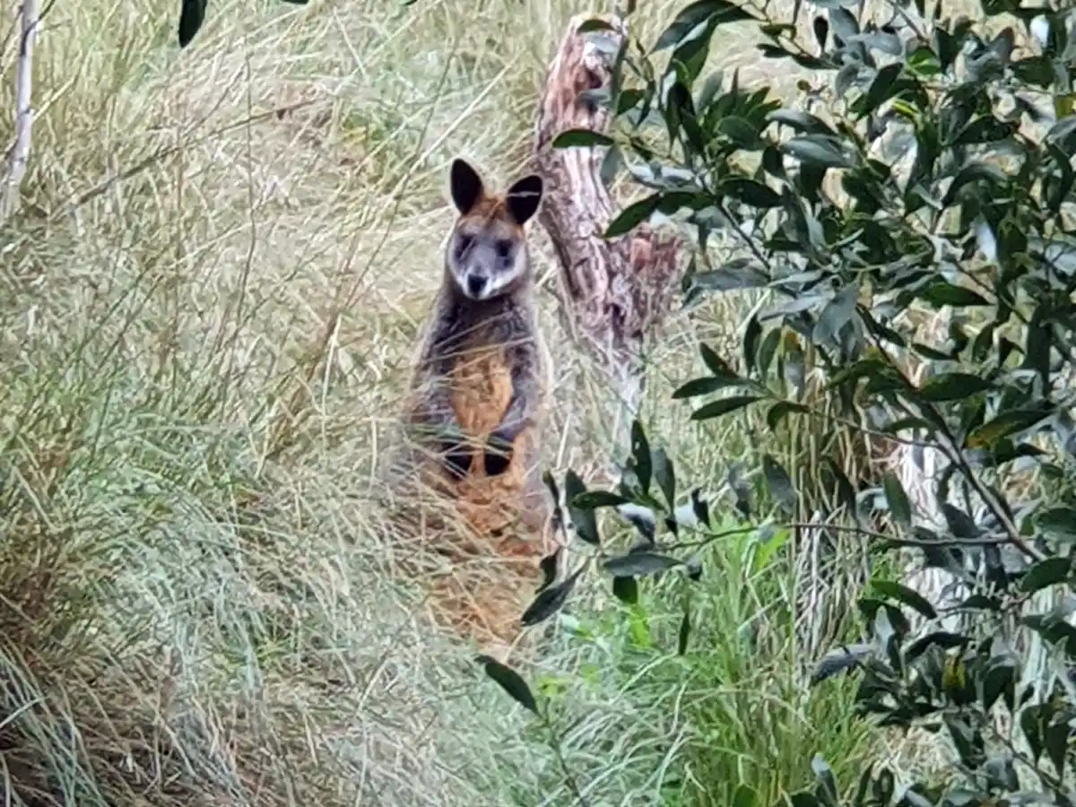 working-bee-wallaby